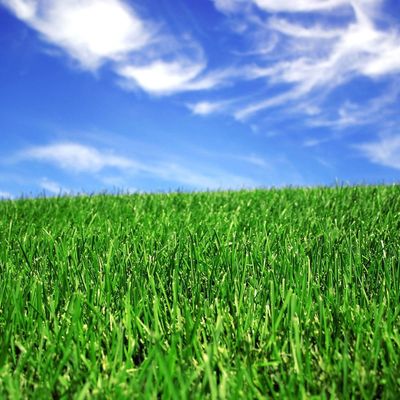Good price 50mm Landscaping Synthetic Artificial Grass For Football Court online